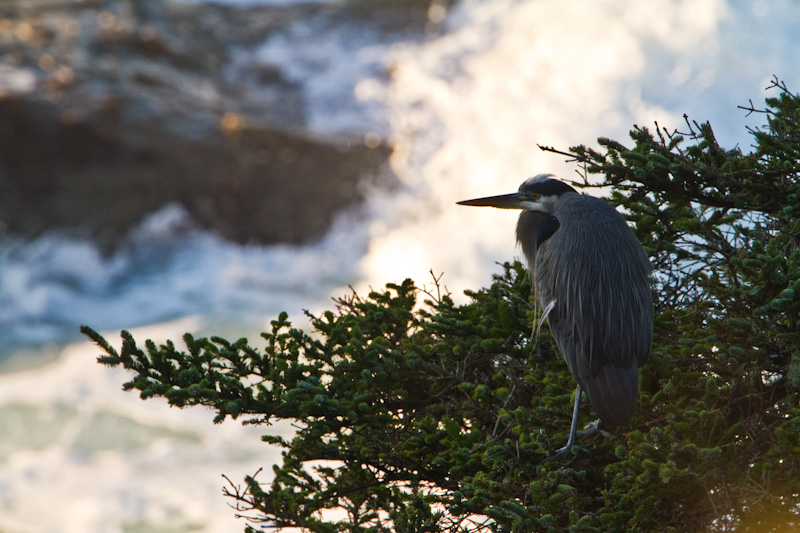 Great Blue Heron